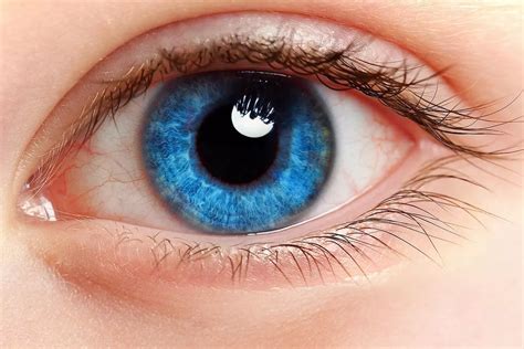 Сосуды глаза строение функции заболевания и лечение