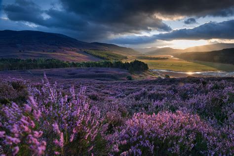 What Will Become Of Scotland S Moors Cairngorms National Park Magical Places National
