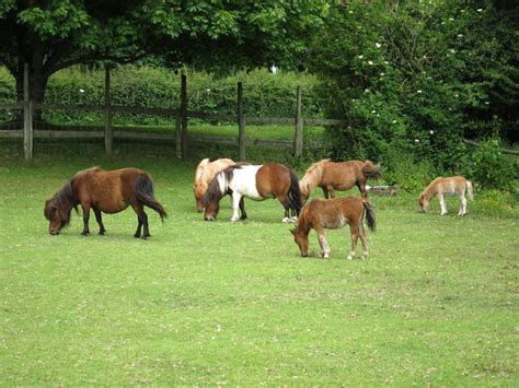 Dartmoor Ponies Miniature Pony Centre Devon Caitlin Flickr