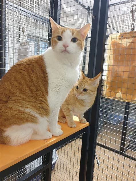 Cat boarding - Helga's Pet Resort