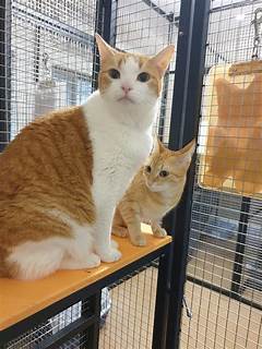 Cat Boarding Norwalk The Purrfect Getaway For Your Precious Companion