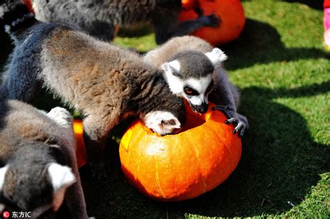 Halloween Treats For Animals At The Zoo 5 Cn