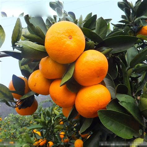 Kupanny 30pcs Edible Fruit Mandarin Citrus Orange Bonsai Tree Seeds