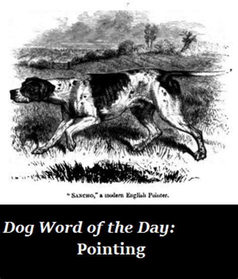 Dog Word Of The Day Pointing Dog Discoveries