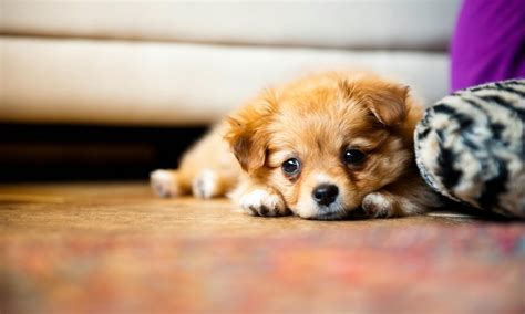 Puppy Photography 1080p Wallpapers Hd Wallpapers High Definition