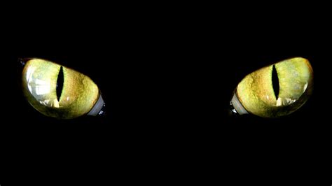 Video Shows What The World Looks Through Animals Eyes