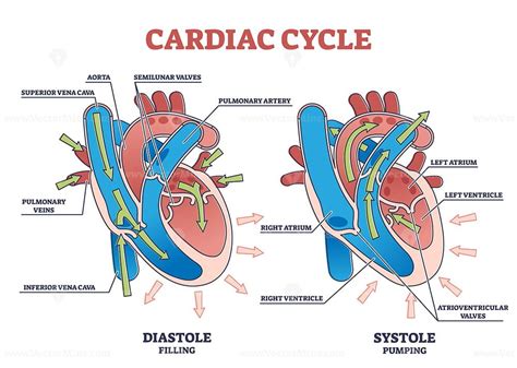 Cardiac Cycle With Heart Diastole And Systole Process Labeled Outline