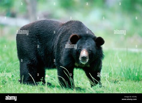 Asiatic Black Bear Himalayan Bear Tibetan Bear Stock Photo Alamy