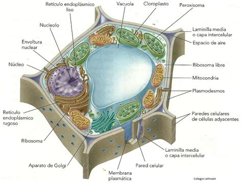 Biotics I Y Ii Conociendo La Estructura Celular