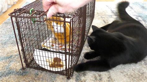 Cole And Marmalades Beloved Human Explains How To Trap Feral Cats With