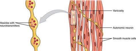 Muscle Contraction- Contractile Proteins and their Functions | Byju's