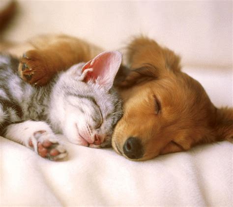 Napping Puppy And Kitten Animals Friendship Cute Animals Kittens And