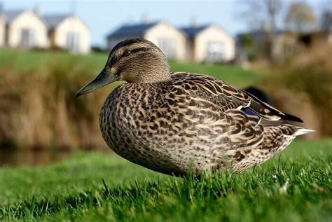 500 Best Duck Names Famous Cute And Funny Names For Ducks