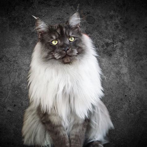 White And Grey Maine Coon