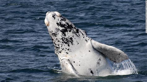 Rare Albino Whale Puts On A Show Off Australian Coast Cnn