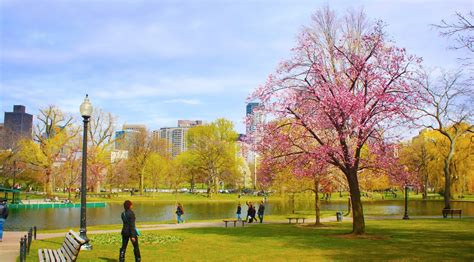 Kenken Photoblog In Bloom At Bostons Public Gardens