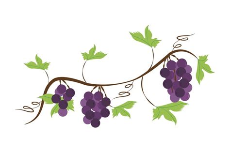 Grape Vine Illustrations