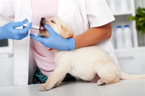 The first thing is how do you know your dog does not have worms?worms can be so small you can not see them or their eggs.we actually worm our dogs to. How Do You Know If Your Dog Has Worms?