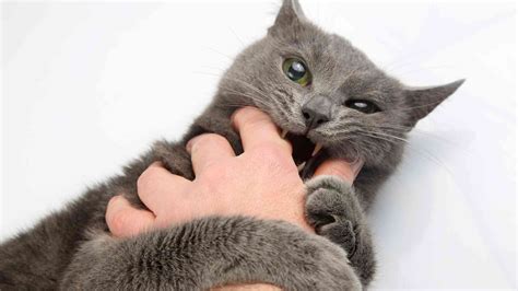 Managing Cat Play Aggression The Cat Bandit Blog