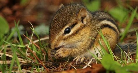 12 Clever Ways To Keep Rodents Including Chipmunks Out Of Your