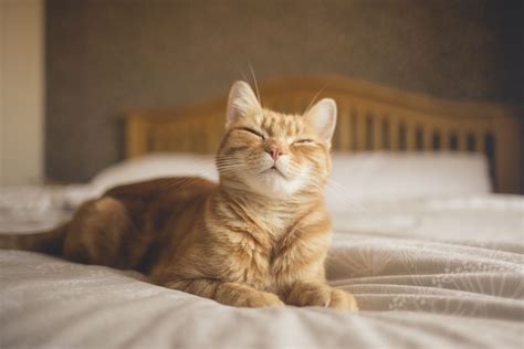 Cat Kneading And Other Odd Adult Feline Behavior