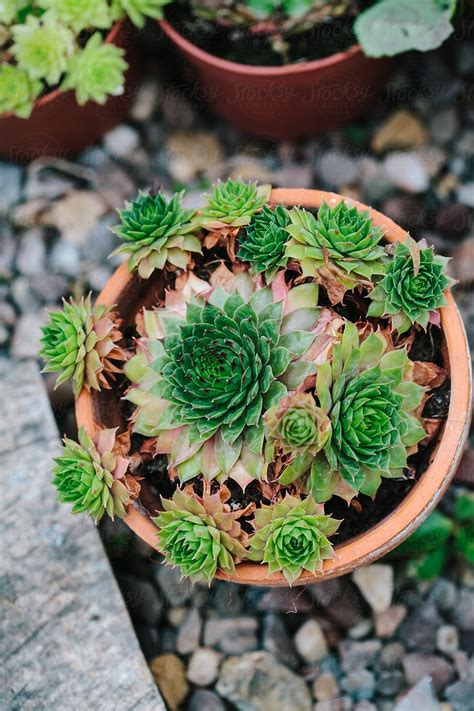 Hen And Chicks Succulent Plants By Stocksy Contributor Kkgas
