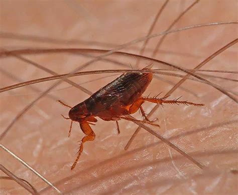 Elimination Of Fleas From Your Home Results Pest Control