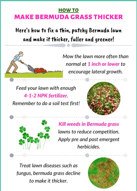 Getting your soil into shape to nourish and support a healthy lawn is how to make grass thicker and fuller. How to Make Bermuda Grass Thicker, Greener and Fuller | CG ...