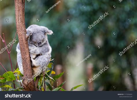 Australian Koala Bear Sleeping Gum Trees Stock Photo 1117252652