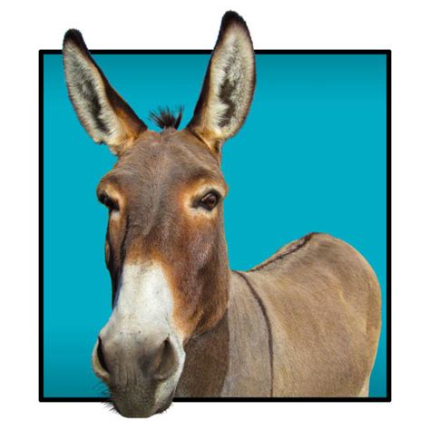 Best Donkey Head Stock Photos Pictures And Royalty Free Images Istock