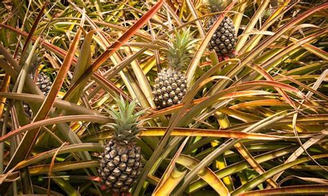 How To Develop A Pineapple Three Strategies To Use The Pro Garden