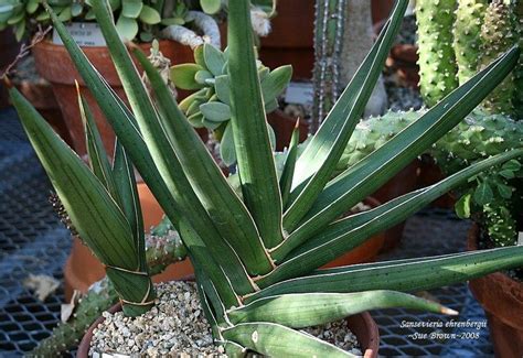 What are the biggest types of snakes? Snake Plants: Plant Care and Collection of Varieties ...