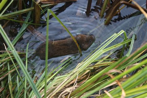 Tracking Ratty Week 10 Of The Water Vole Displacement Project The Mammal Society