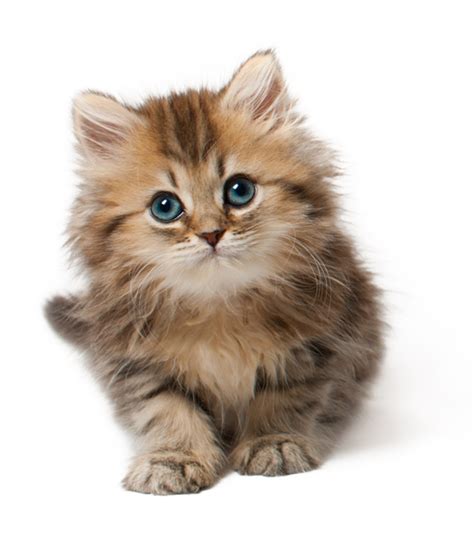 Kitten Clipart Realistic Pictures On Cliparts Pub 2020 Images