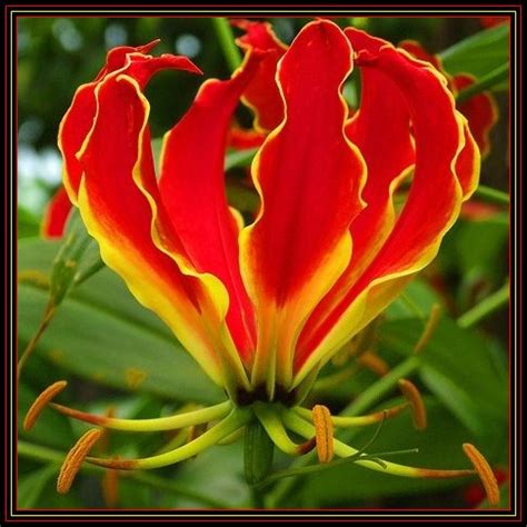 When growing outdoors, your vegetative stage will be something out of your control, but planting it earlier in the thesouthafrican.com is all about south africa and the stories that affect south africans, wherever. Seeds - 10 Gloriosa superba Seeds - Flame Lily ...