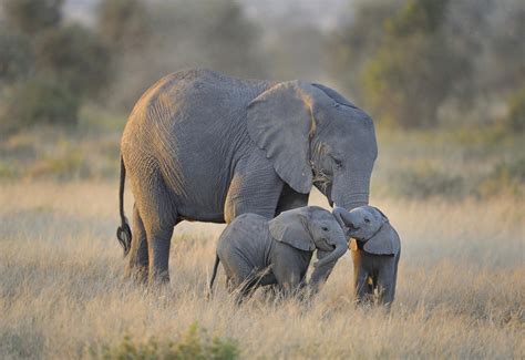 30 Cute And Funny Baby Elephant Images That Will Brighten