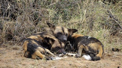 #animals #wild dog #curators on tumblr #canid #african wild dog. Mpala Live! Field Guide: African Wild Dog | MpalaLive