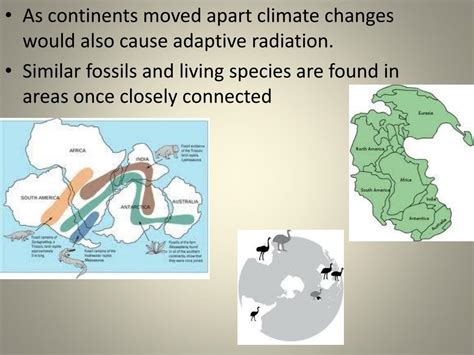 Ppt Evidences Of Evolution Powerpoint Presentation Free Download