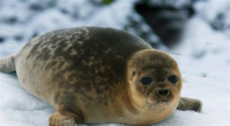 Ringed Seal Facts The Smallest Seals Of The World Pictures