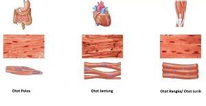 Fungsi jaringan otot manusia sangatlah penting untuk tubuh. 4 Jaringan Penyusun Tubuh Manusia dan Fungsinya - MateriIPA.com