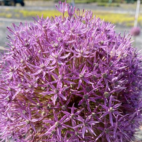 Allium Pinball Wizard Ornamental Onion Cavano S Perennials