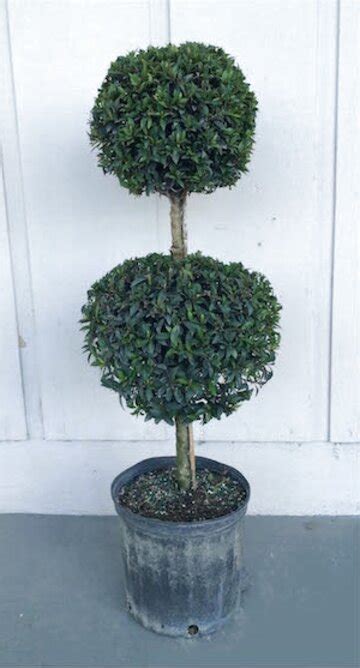 Ficus topiary for sale all types of flowers and trees are available. Real Topiary Tree for sale in UK | View 23 bargains