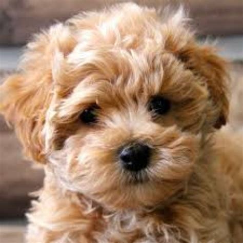 The maltipoo is a popular cross between the maltese and poodle. Maltipoo Dog Breed Information, Images, Characteristics, Health