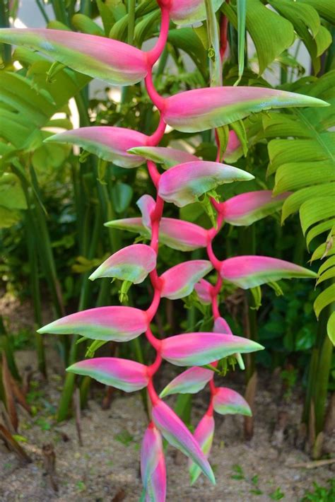 Creating your own backyard paradise. Wild birds of paradise, very pretty | Backyard flowers ...