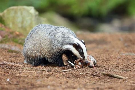 What Do Badgers Eat Exploring The Diverse Diet Of Badgers