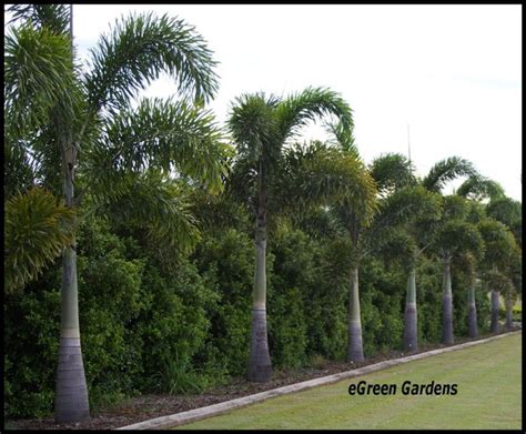 Foxtail Palm Privacy Wall Palm Trees Garden Palm Trees Landscaping