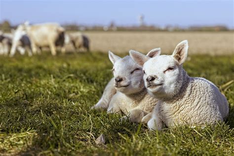 Lambs Sheep Lamb Free Photo On Pixabay Pixabay
