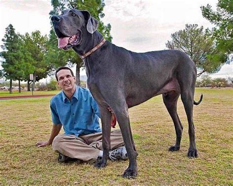 Book Of World Records: Hercules, World's Biggest Dog In The World