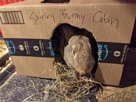 Stinky Bunny Cabin R Rabbits