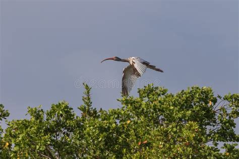 Juvenile White Ibis Flying Jn Ding Darling National Wildl Stock